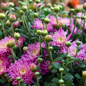 autumn, autumn flower, chrysanthemum