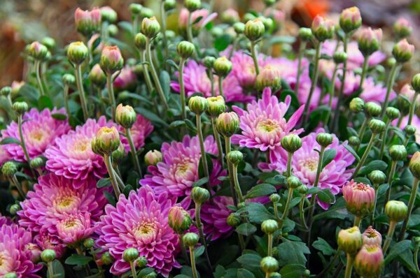 autumn, autumn flower, chrysanthemum