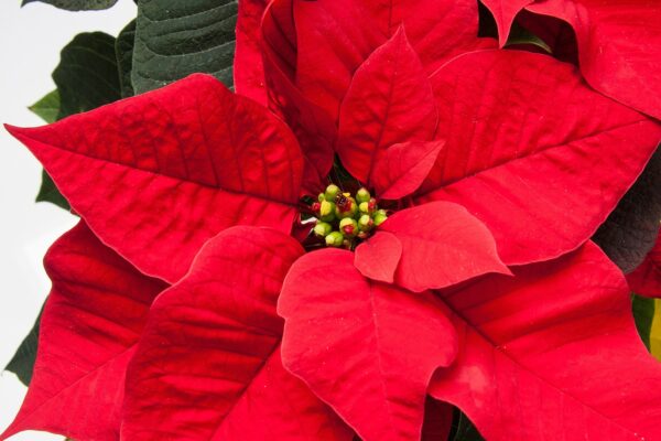 christmas star, euphorbia, pulcherrima