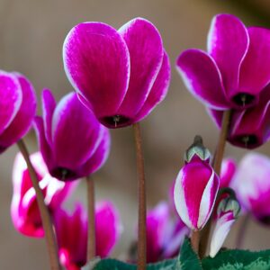 flower, cyclamen, bloom