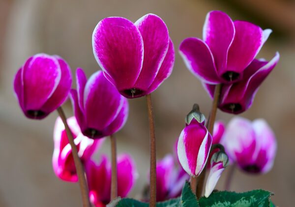 flower, cyclamen, bloom