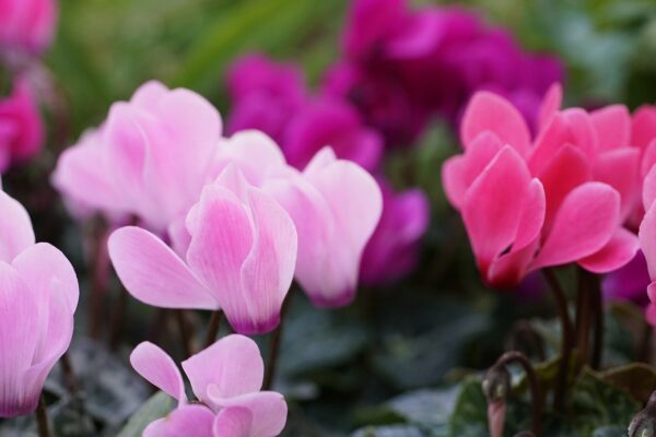 flowers, cyclamen, bloom