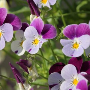 pansy, 400–500, blossom