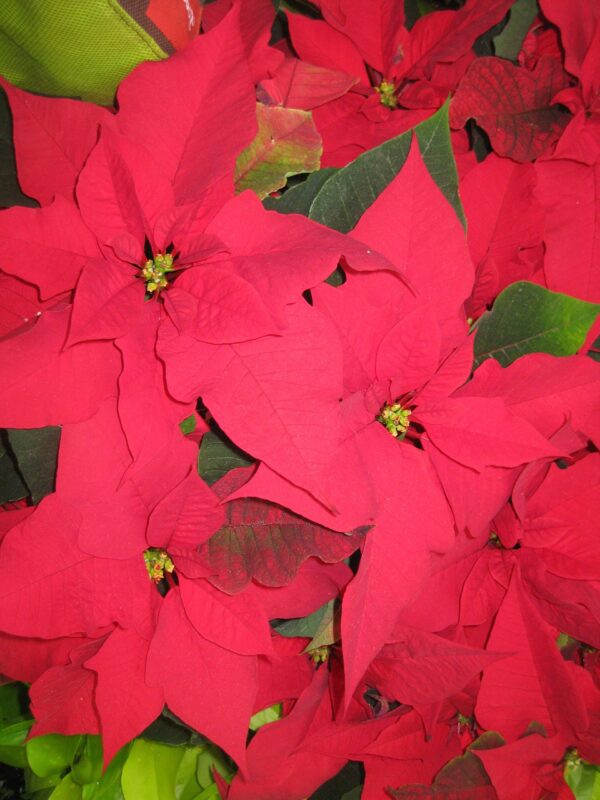 poinsettia, christmas, wildflower