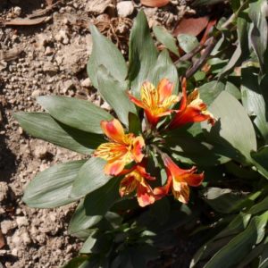 Alstroemeria