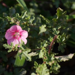 Anisodontea 