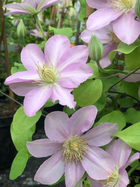 Les serres en fleurs