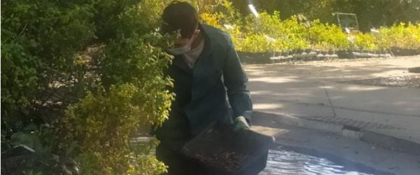 Phyto-épuration et conservation de la biodiversité au Lycée Honoré de Balzac