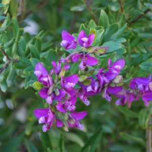 Polygala