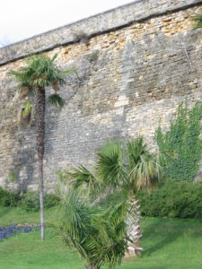 Trachycarpus fortunei aujourd'hui disparu