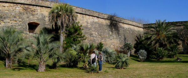 Visite de la palmeraie au pied de la citadelle Joffre de Montpellier
