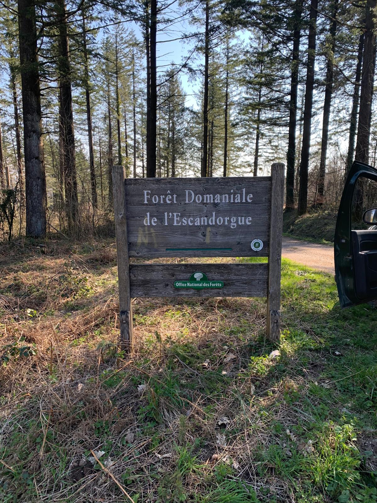 You are currently viewing Une journée pour les premières STAV, dans la forêt d’Escandorgues avec un garde forestier de l’ONF